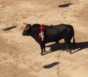 The first bull, the largest one at 545 kilos, seemed confused the entire time and turned out a rather passive opponent.