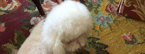 Read more about the article Can You Teach an Old Dog New Tricks?