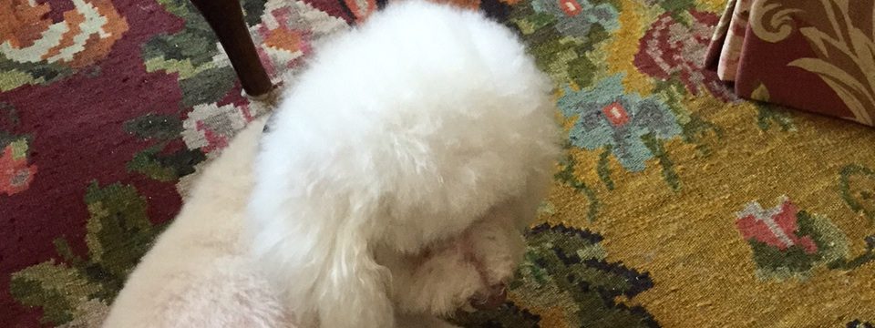Read more about the article Can You Teach an Old Dog New Tricks?