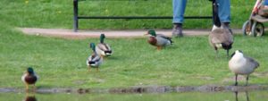 Read more about the article Stolen Children and the Lessons of a Duck Pond