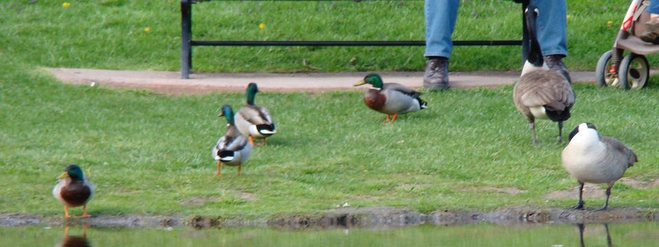 Read more about the article Stolen Children and the Lessons of a Duck Pond