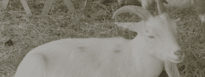 Read more about the article GOAT in Exile