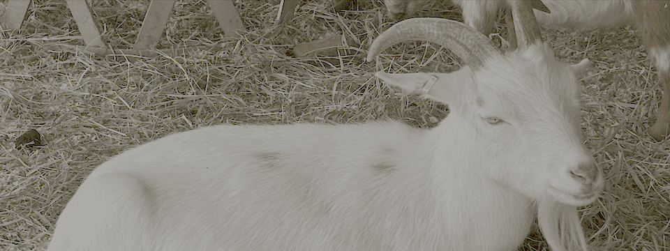 Read more about the article GOAT in Exile